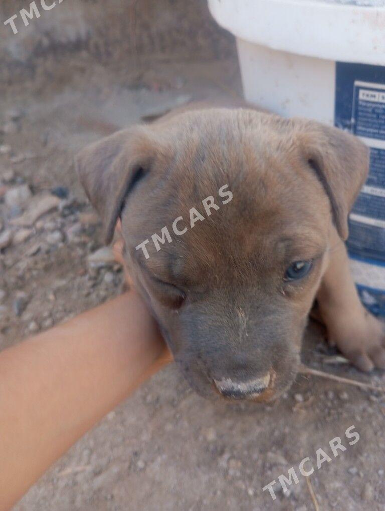 pitbul - Дянев - img 2
