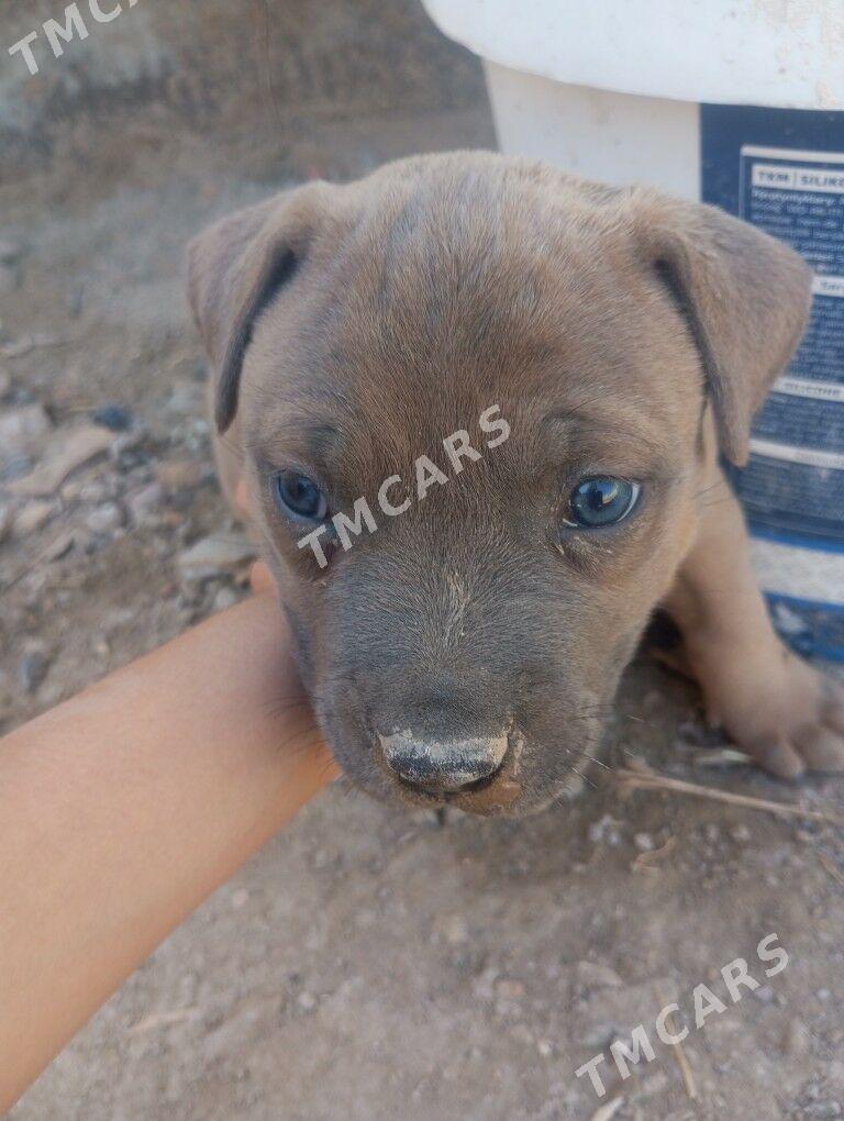 pitbul - Дянев - img 3