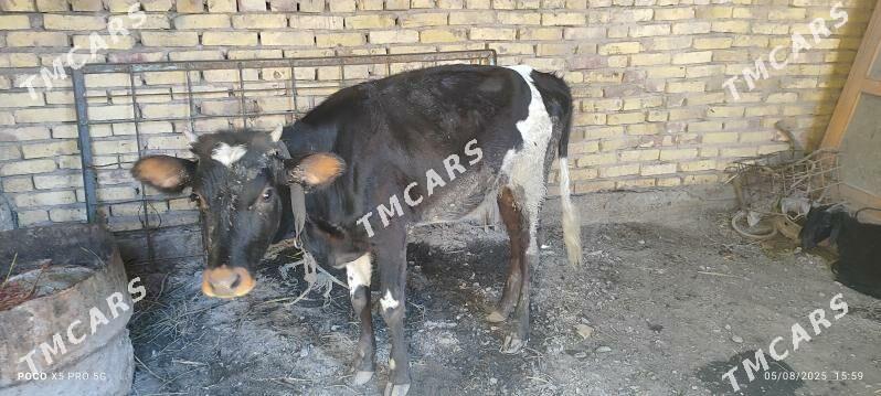 yaşına dolmadik kacar - Дашогуз - img 2