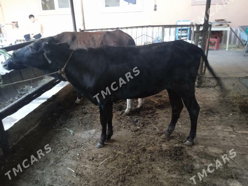 öküzler ve unajynlar - Туркменабат - img 2