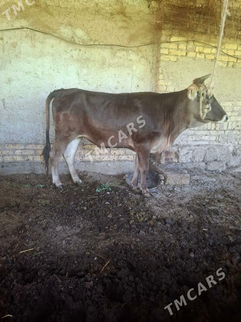 baklyk gunajyn - Çärjew - img 3