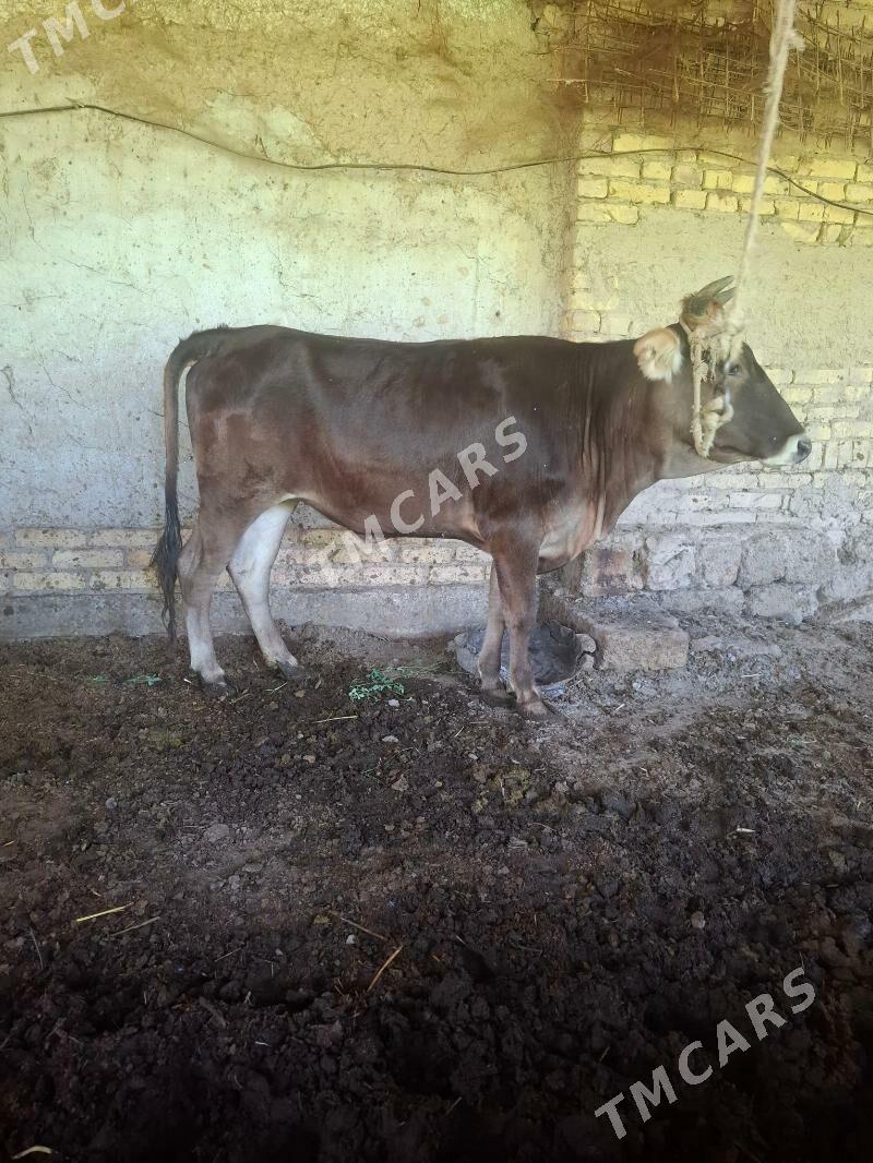 baklyk gunajyn - Çärjew - img 4