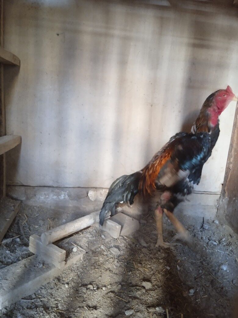 horaz - Daşoguz - img 4