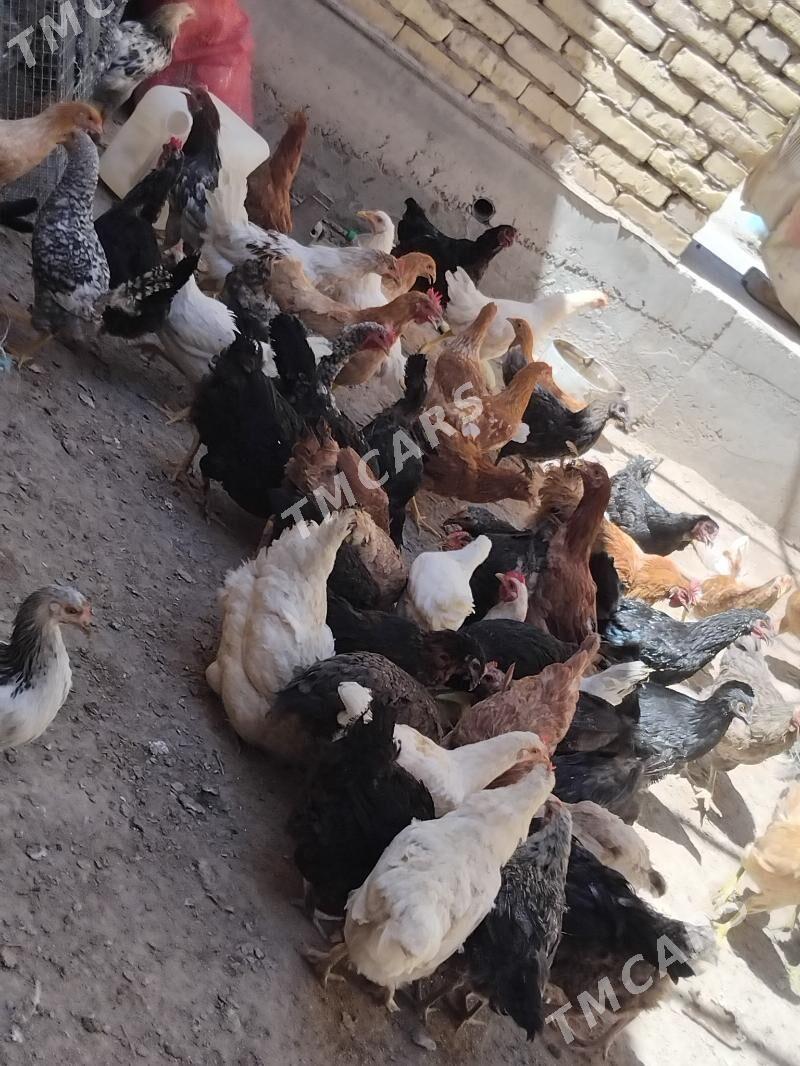 doguma giren towuklar - Sakar - img 2