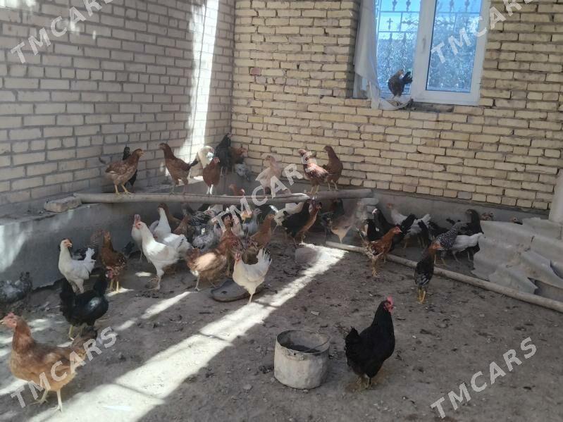 doguma giren towuklar - Sakar - img 7