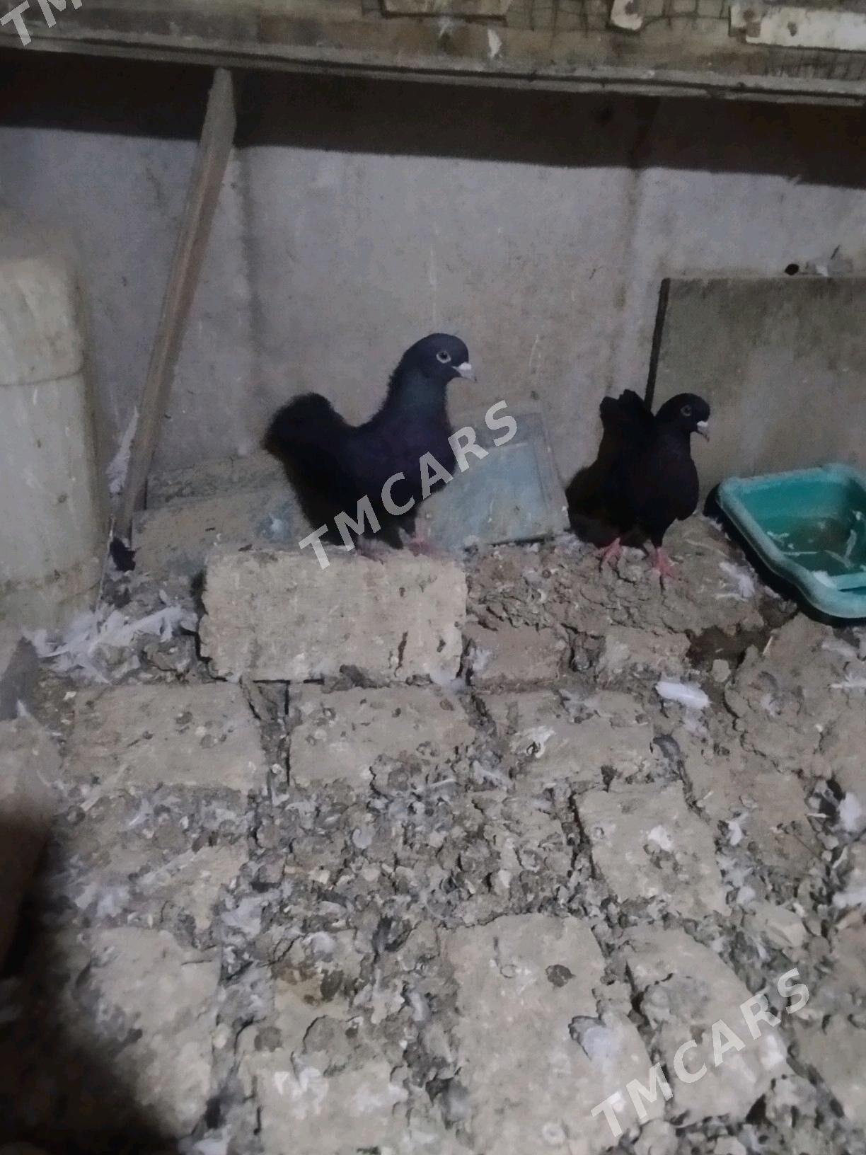 kepderi - Mary - img 3
