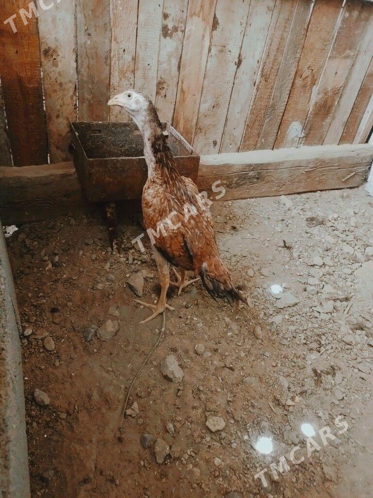 taskent - Büzmeýin - img 2