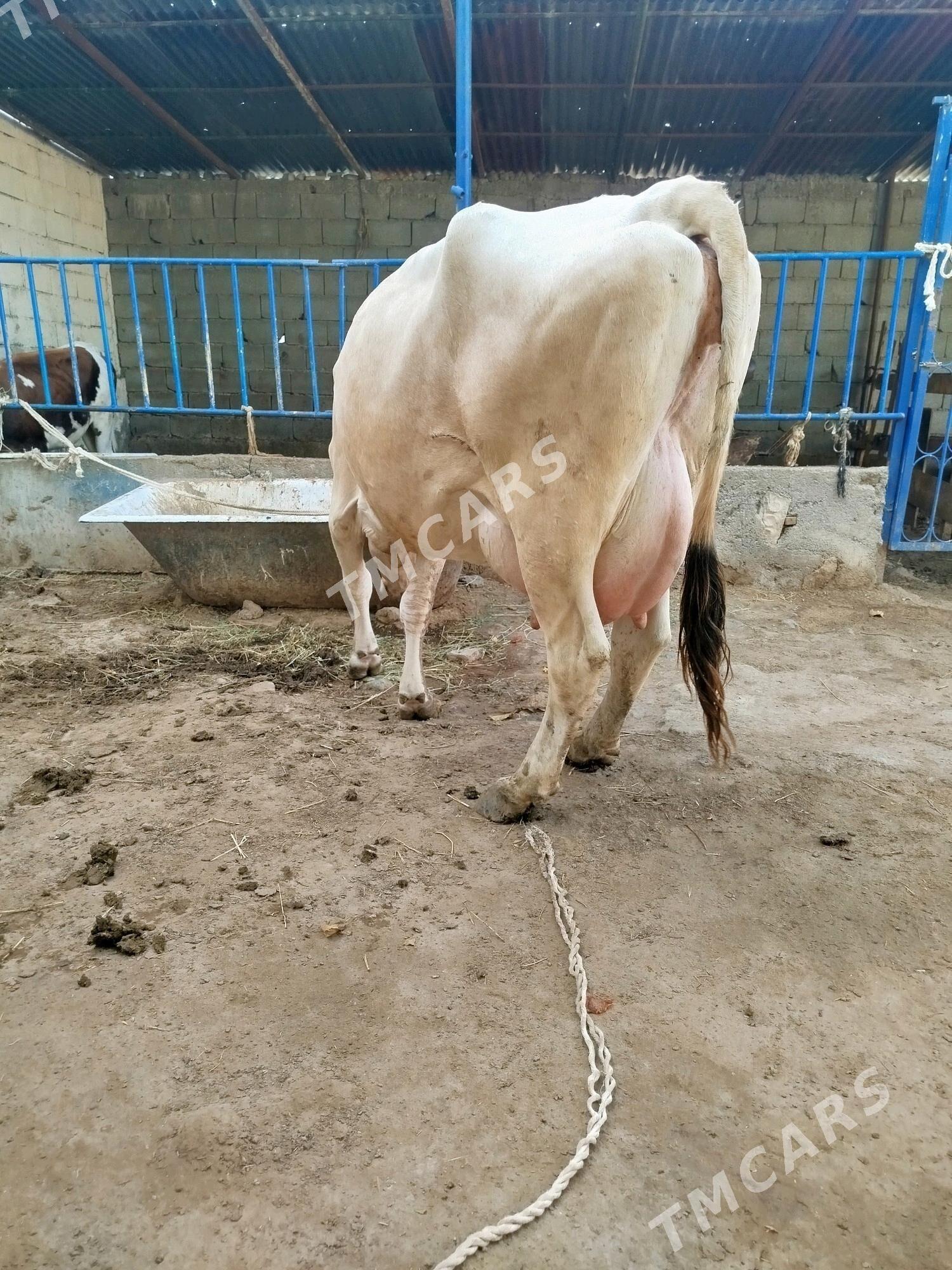 Göleli sygyr - Çoganly - img 2