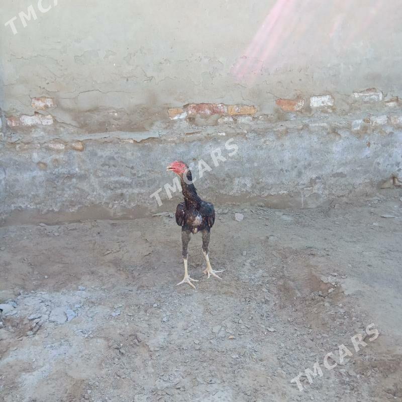 horaz jùje - Mary - img 3