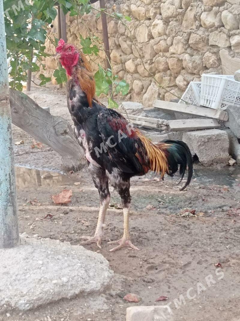taskent horaz - Jebel - img 3