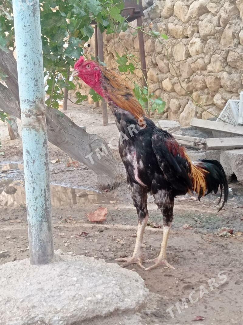 taskent horaz - Jebel - img 2
