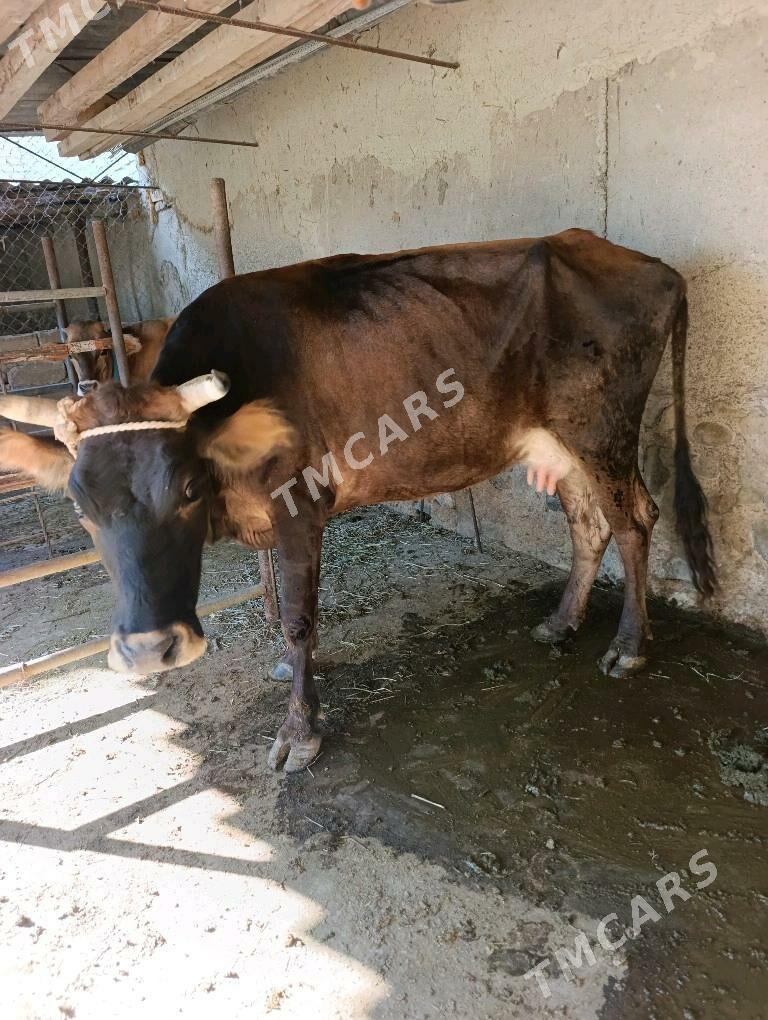 Sygyr goleli tuwe hem bogaz - Бахарден - img 3