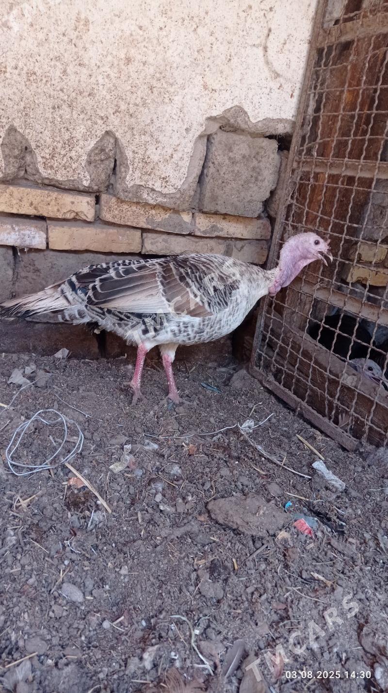 semiz induklar - Çärjew - img 2