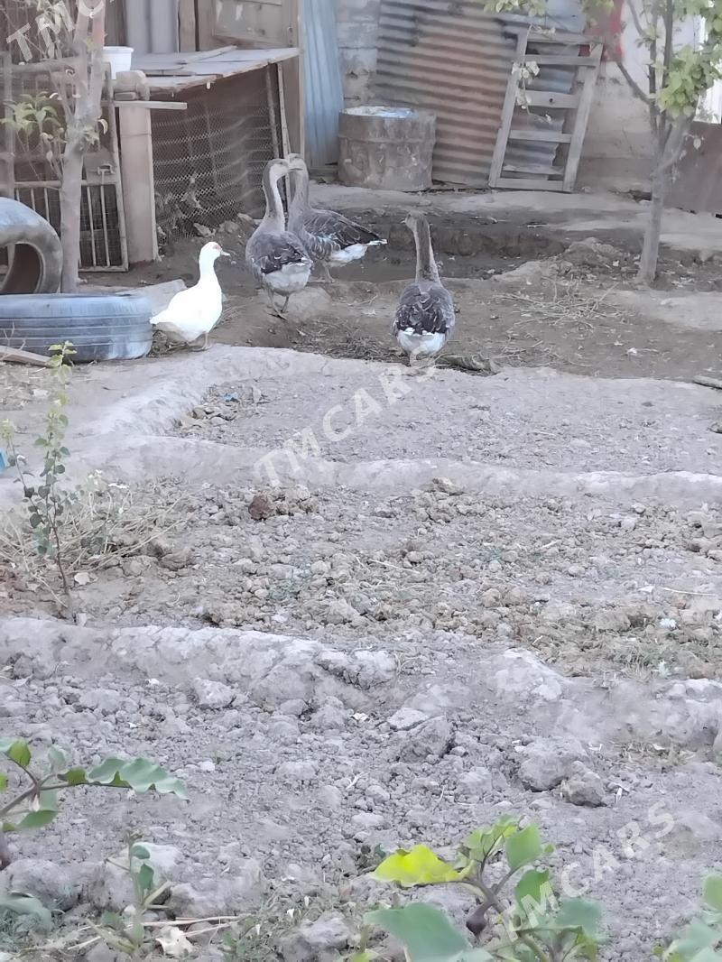 Gus gaz - Ýanbaş - img 3