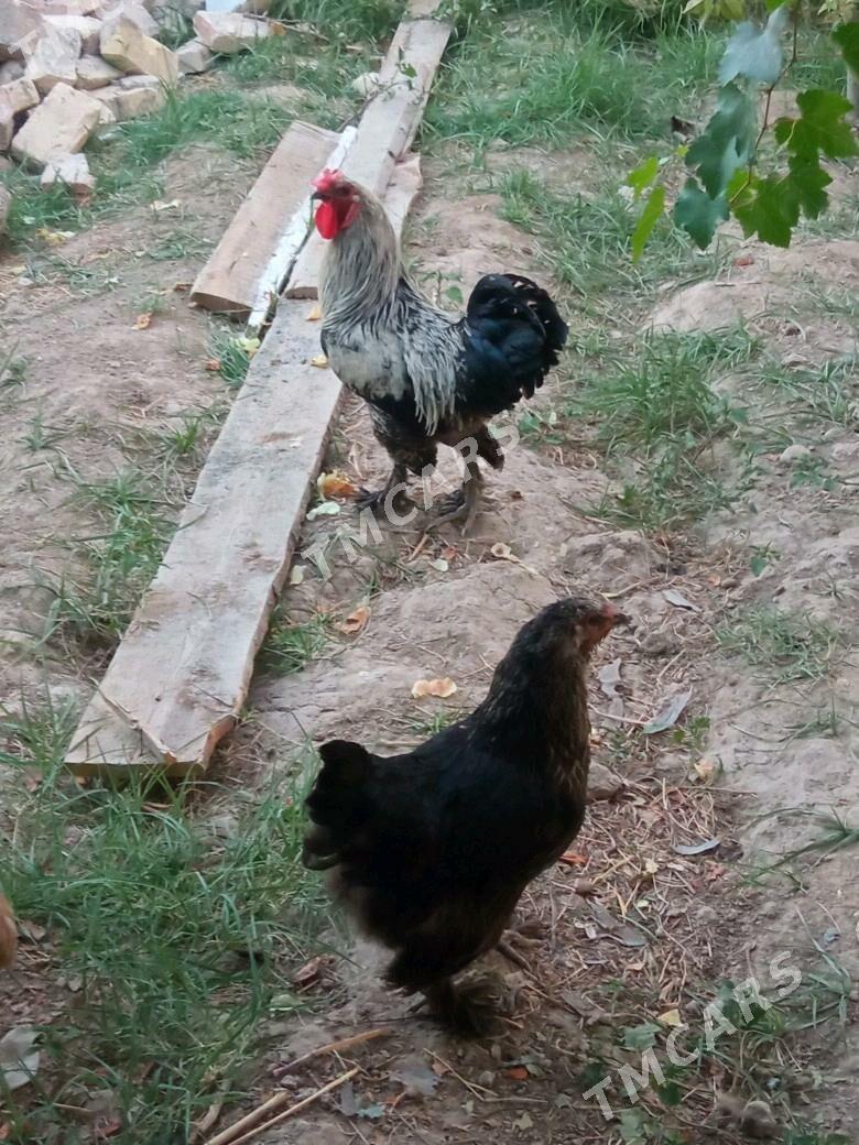 Brama towuk horoz - Gökje - img 2
