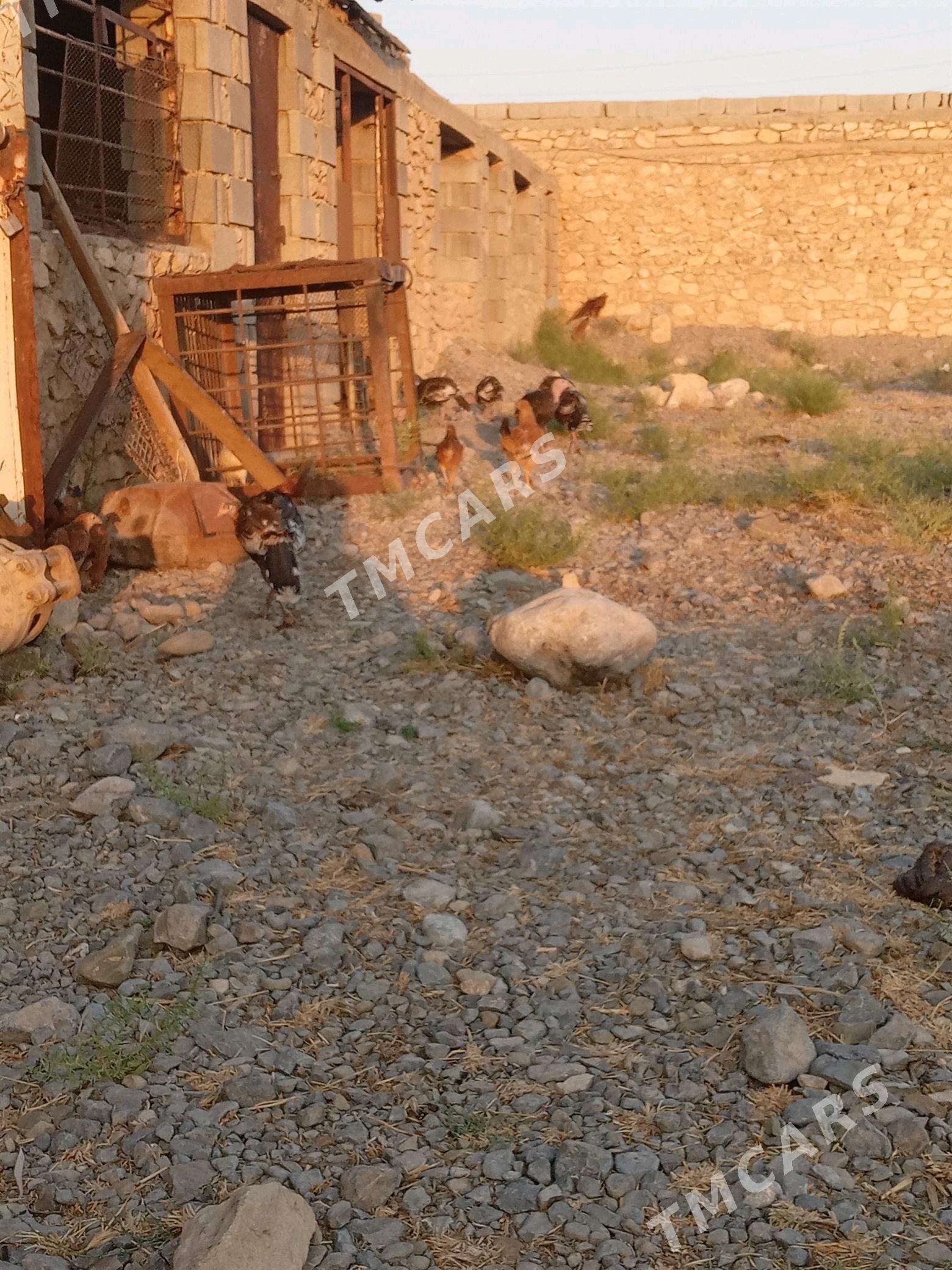 induk juyje - Gyzylarbat - img 3