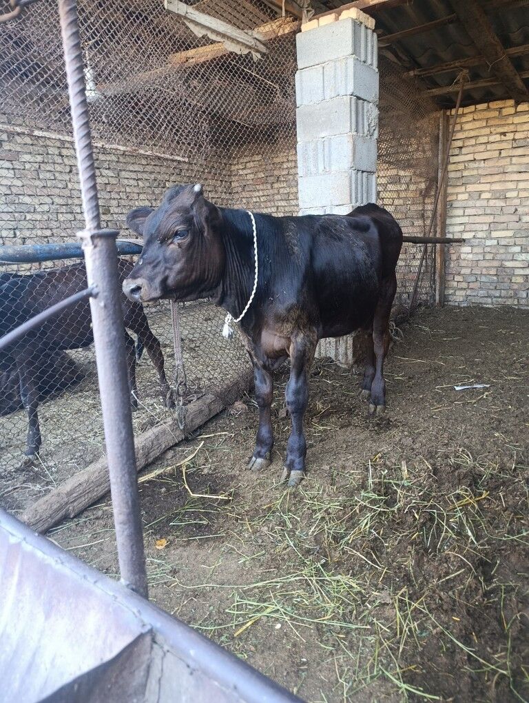okuzceler - Bagyr - img 2