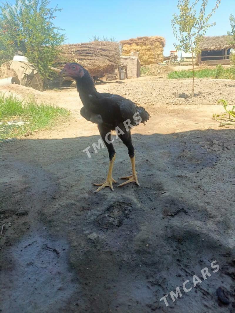 ozbek juyje - Kerki - img 2