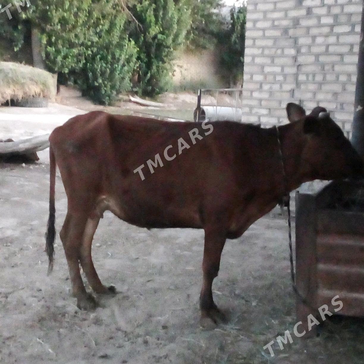 sygyr - Мары - img 2