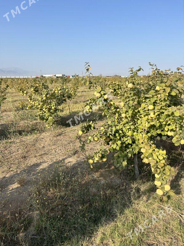 Ekin Gekdar  - Aşgabat - img 4