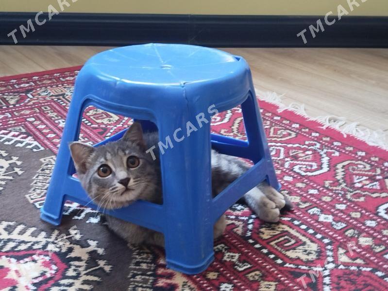 кошка - Türkmenabat - img 2