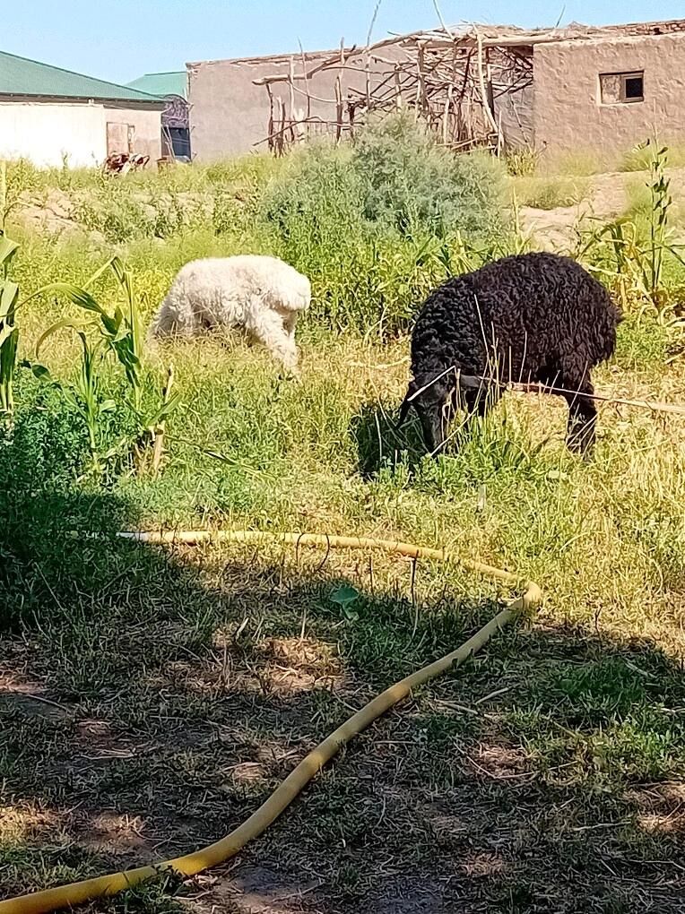 гойун  .2 саны - Дашогуз - img 2