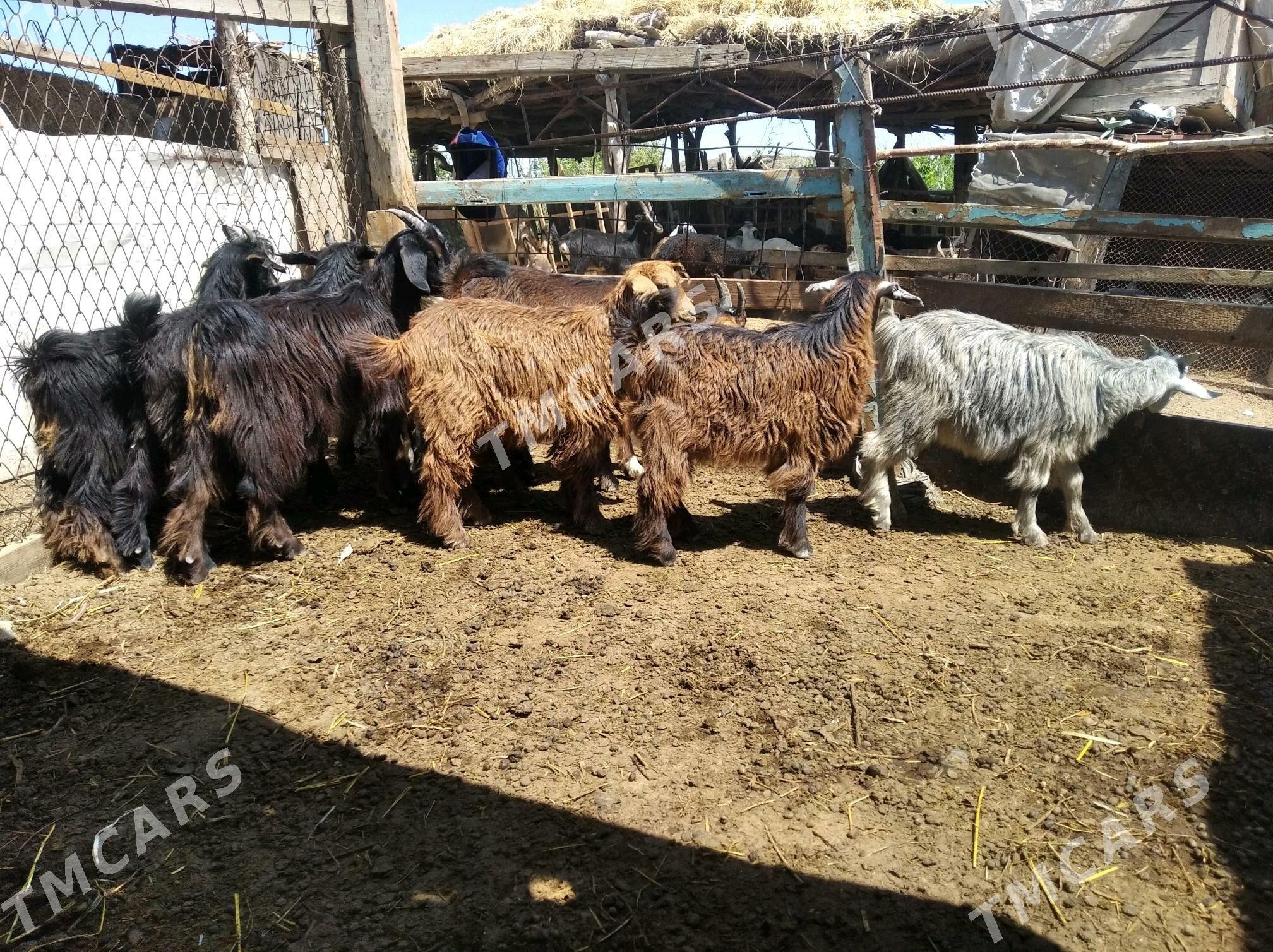 Cevisler - Фарап - img 4