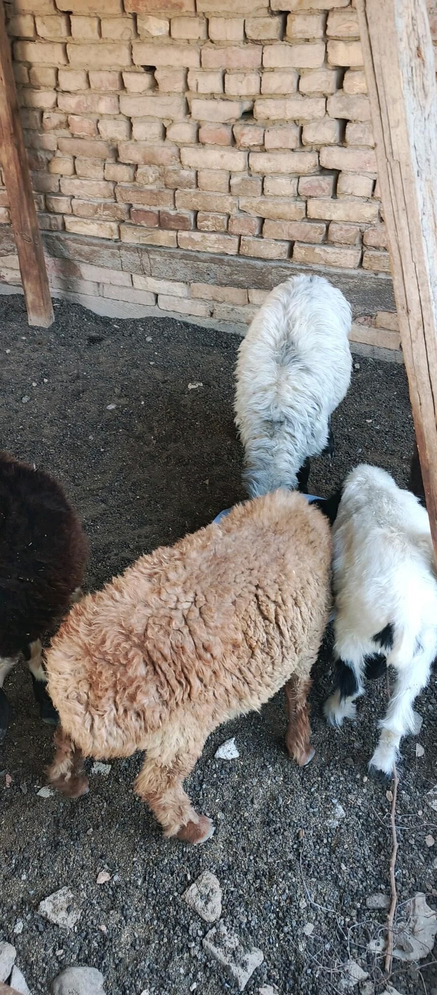 goýun geçi owlak guzy - Hitrowka - img 3