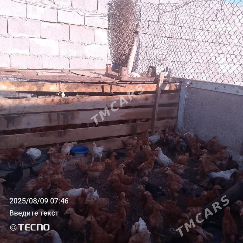 Towuk jüjeler - Daşoguz - img 2