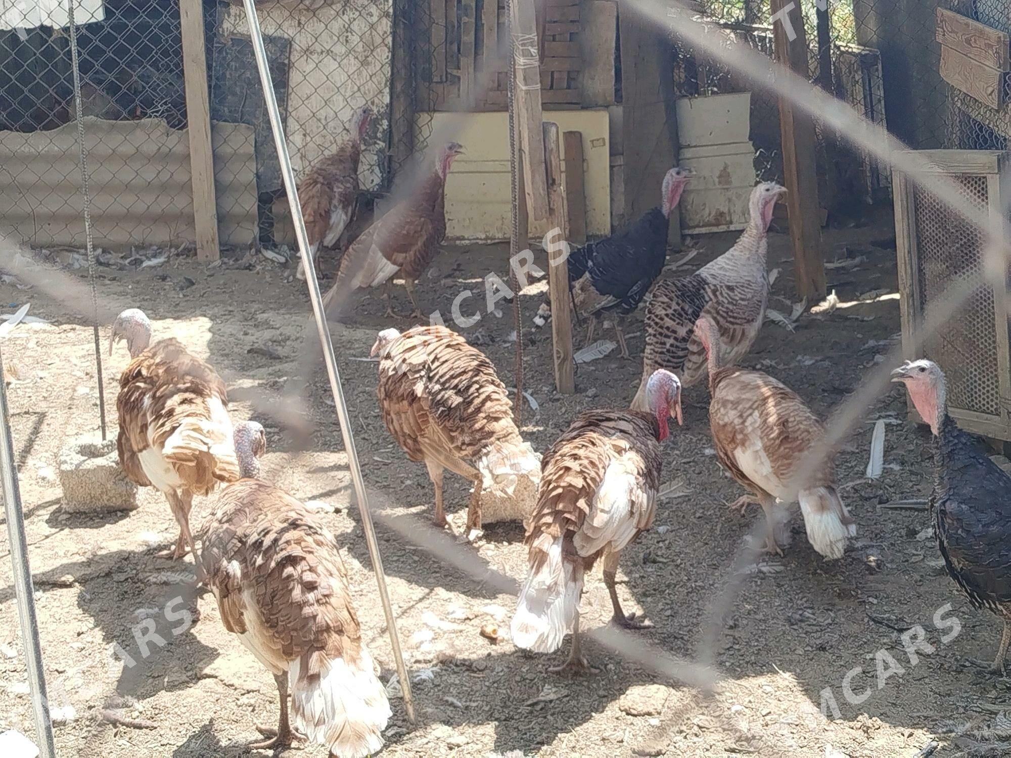 Owgan induk - Gypjak - img 2