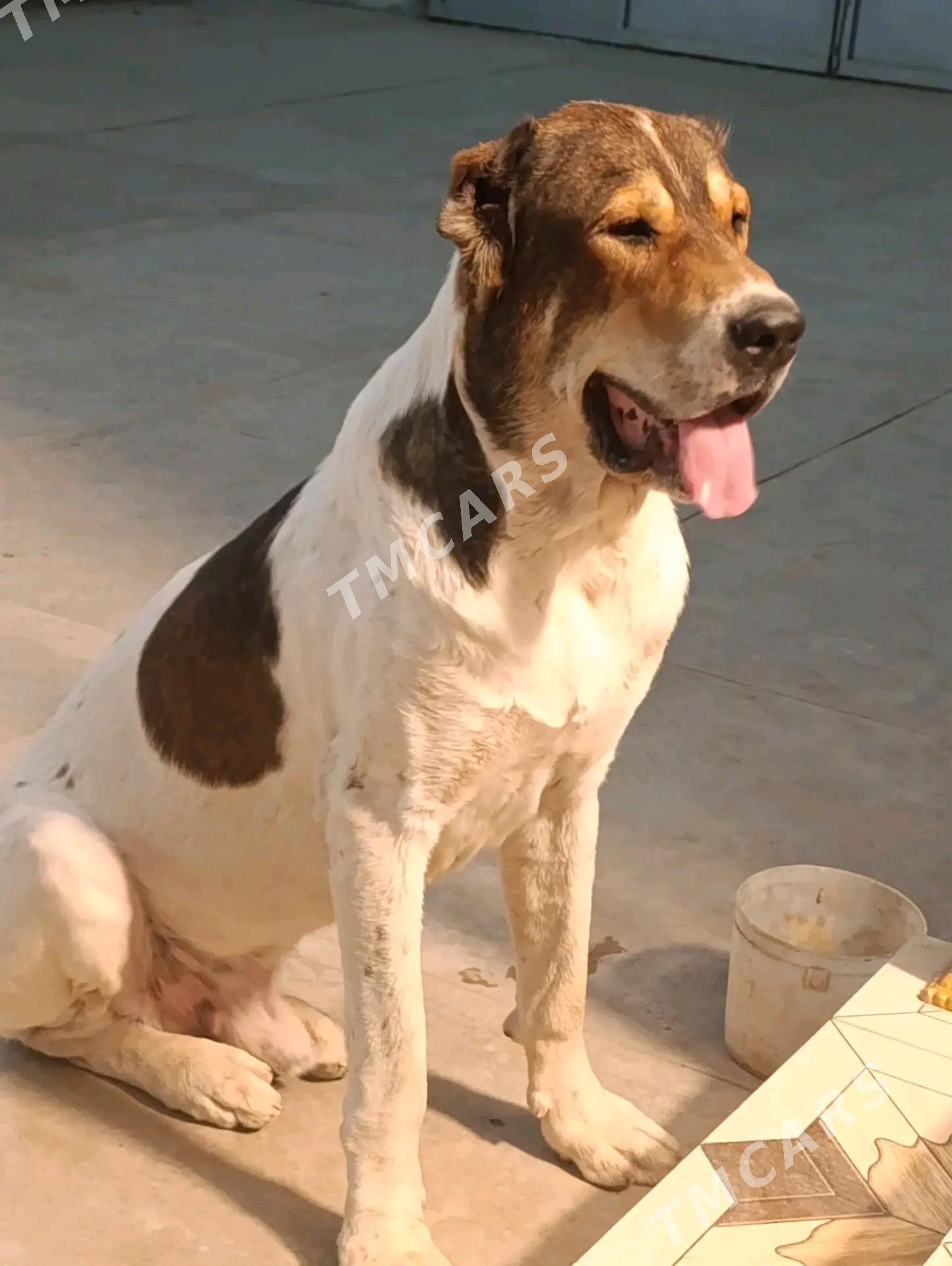 Alabaý köpek - Türkmenabat - img 3