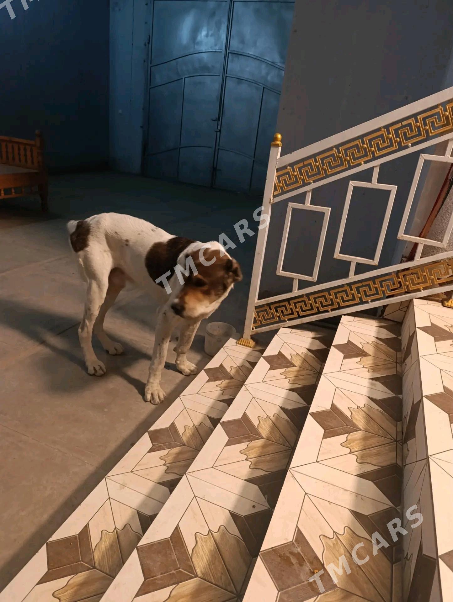 Alabaý köpek - Türkmenabat - img 4
