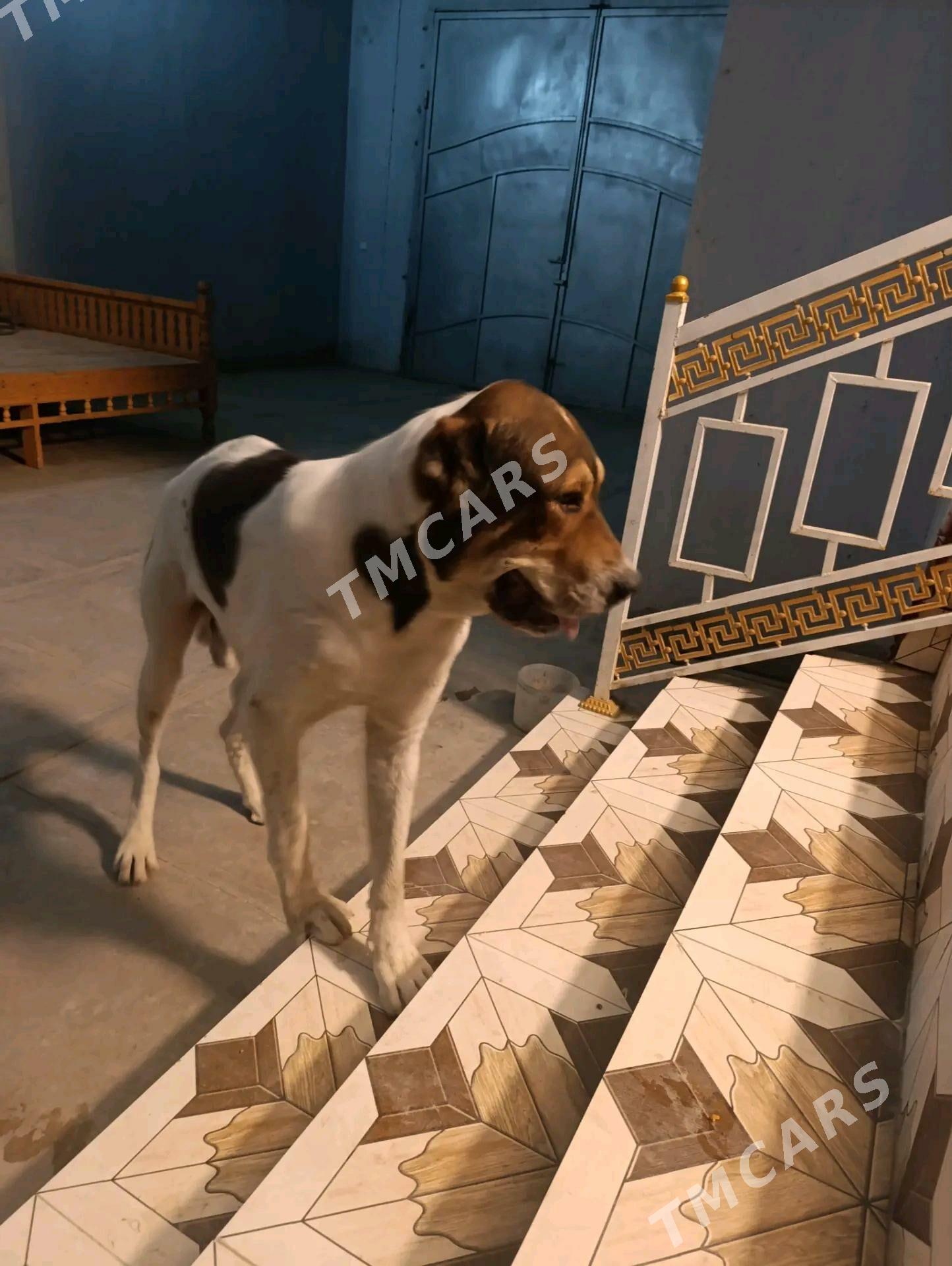 Alabaý köpek - Türkmenabat - img 2