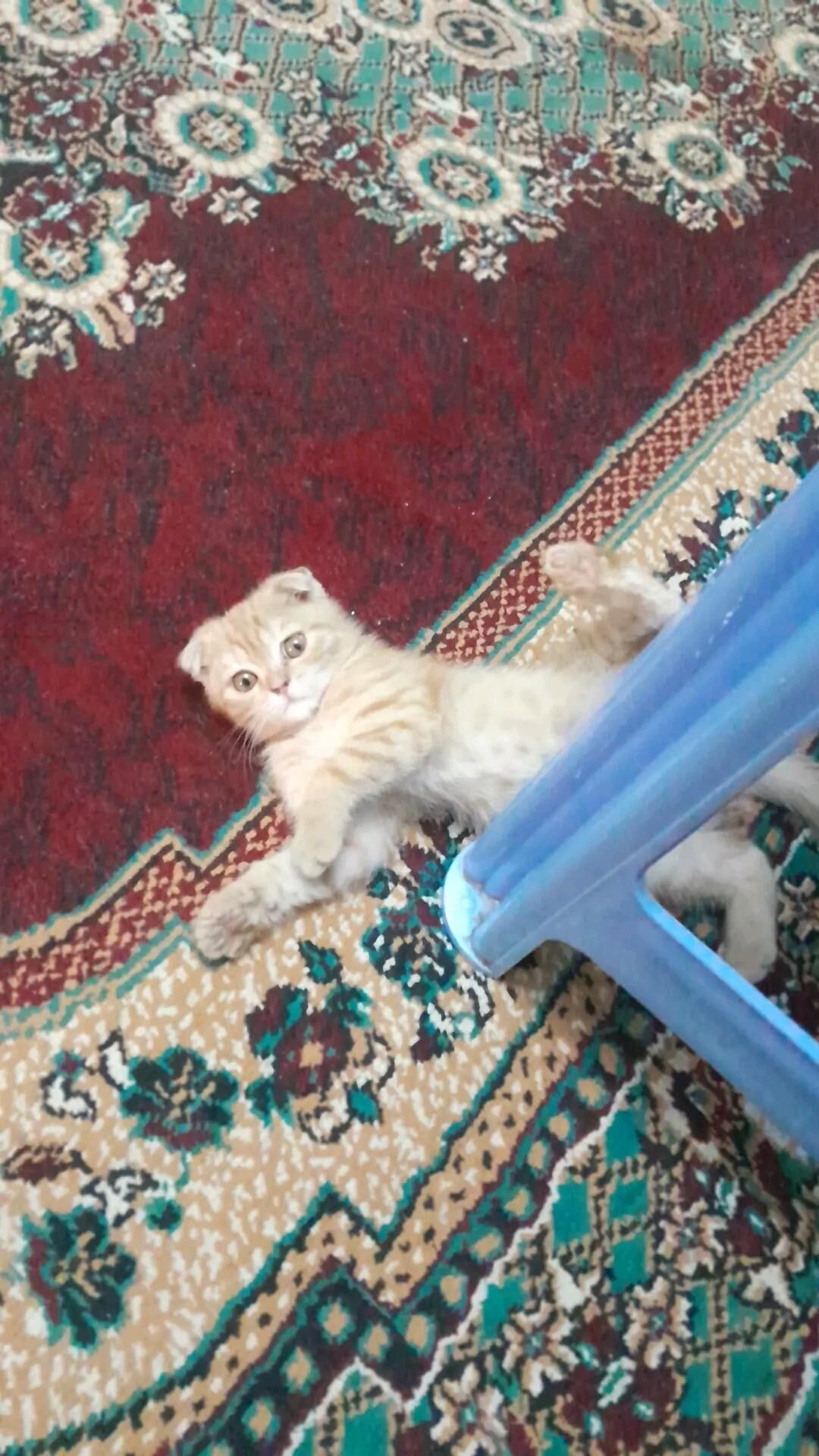 вислоухий кот - Mary - img 4