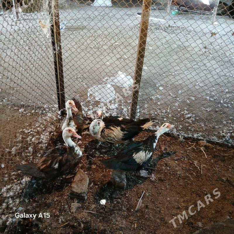 Ördek indawutga - Багир - img 2