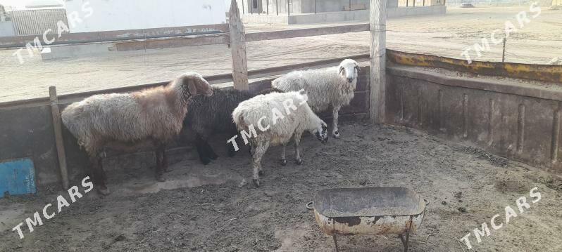 goýunlar - Esenguly - img 2
