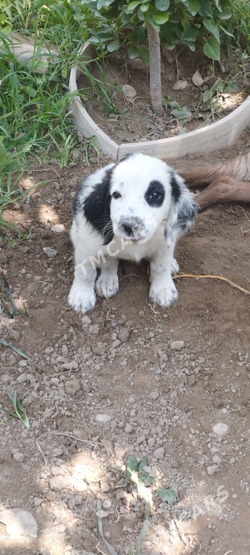 Itjik, Güjuk, panda, Собака - Bagyr - img 2