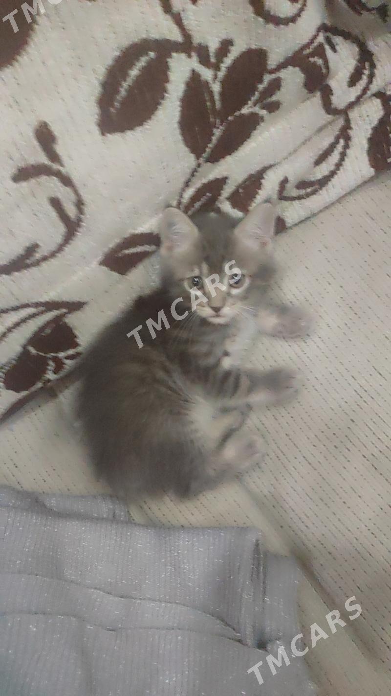 pişijekler - 1 mkr - img 3