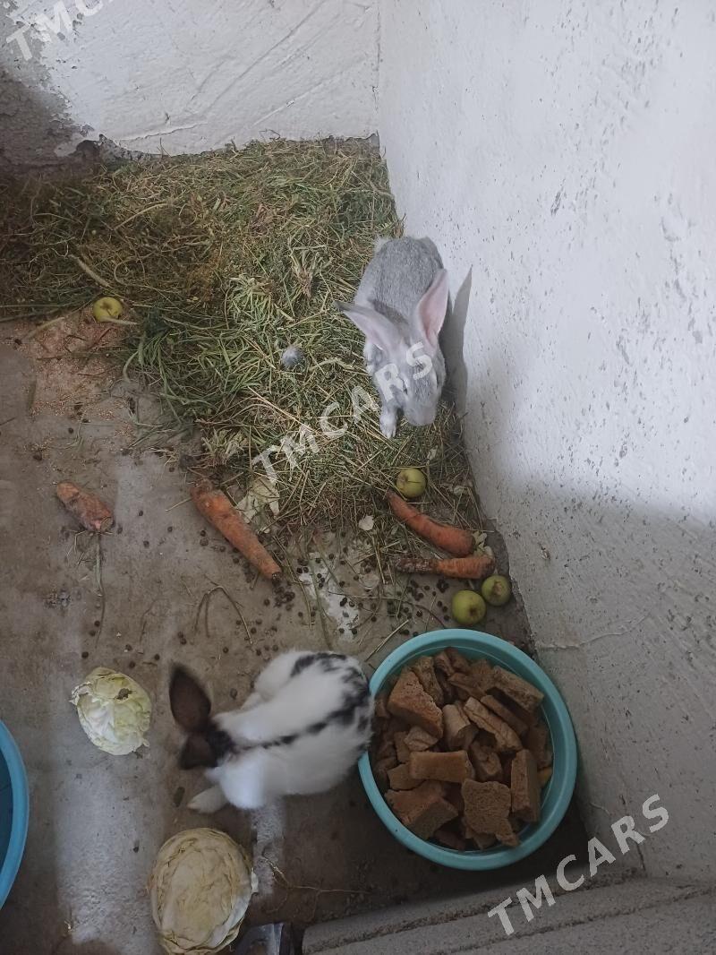 Towşan erkek - Täze zaman - img 2