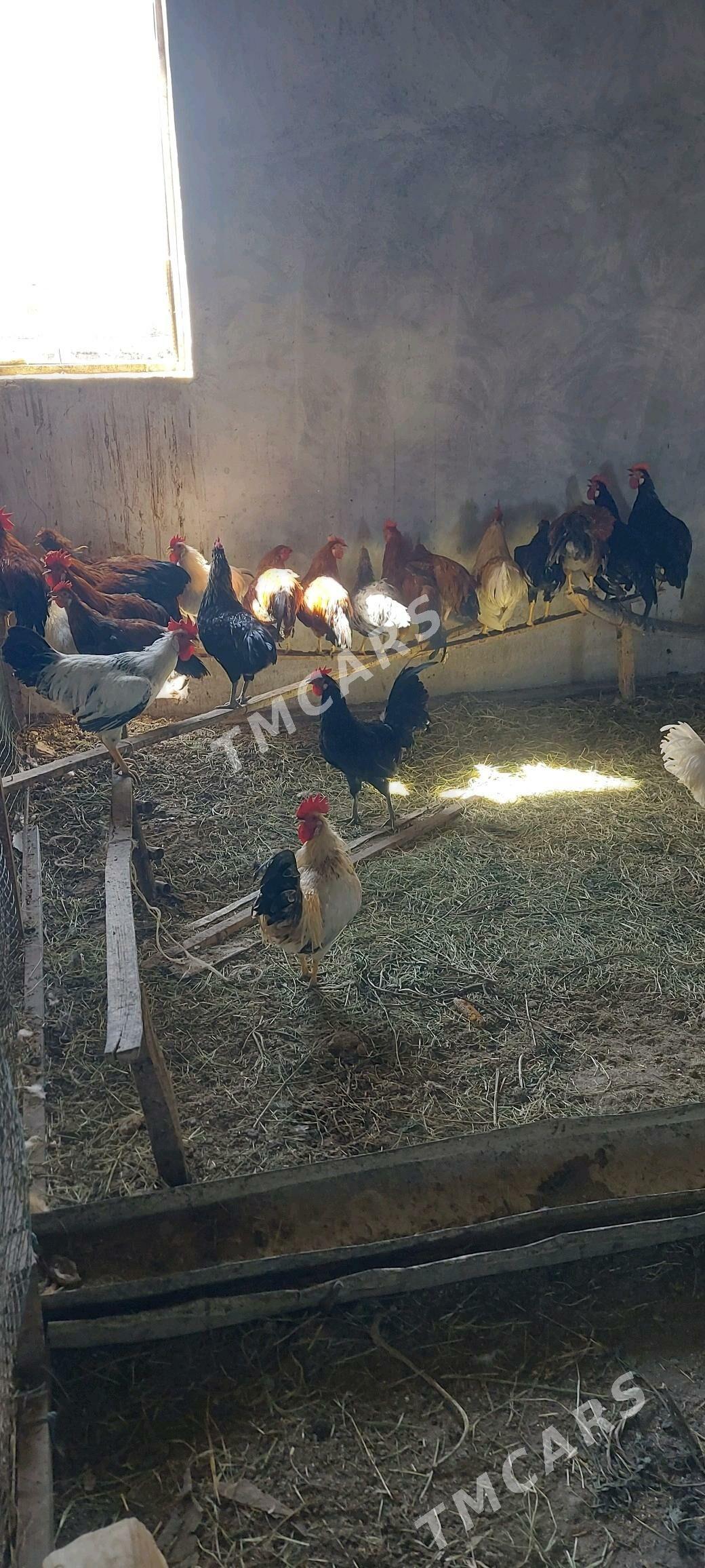 Yerli Horozlar - Saýat - img 2