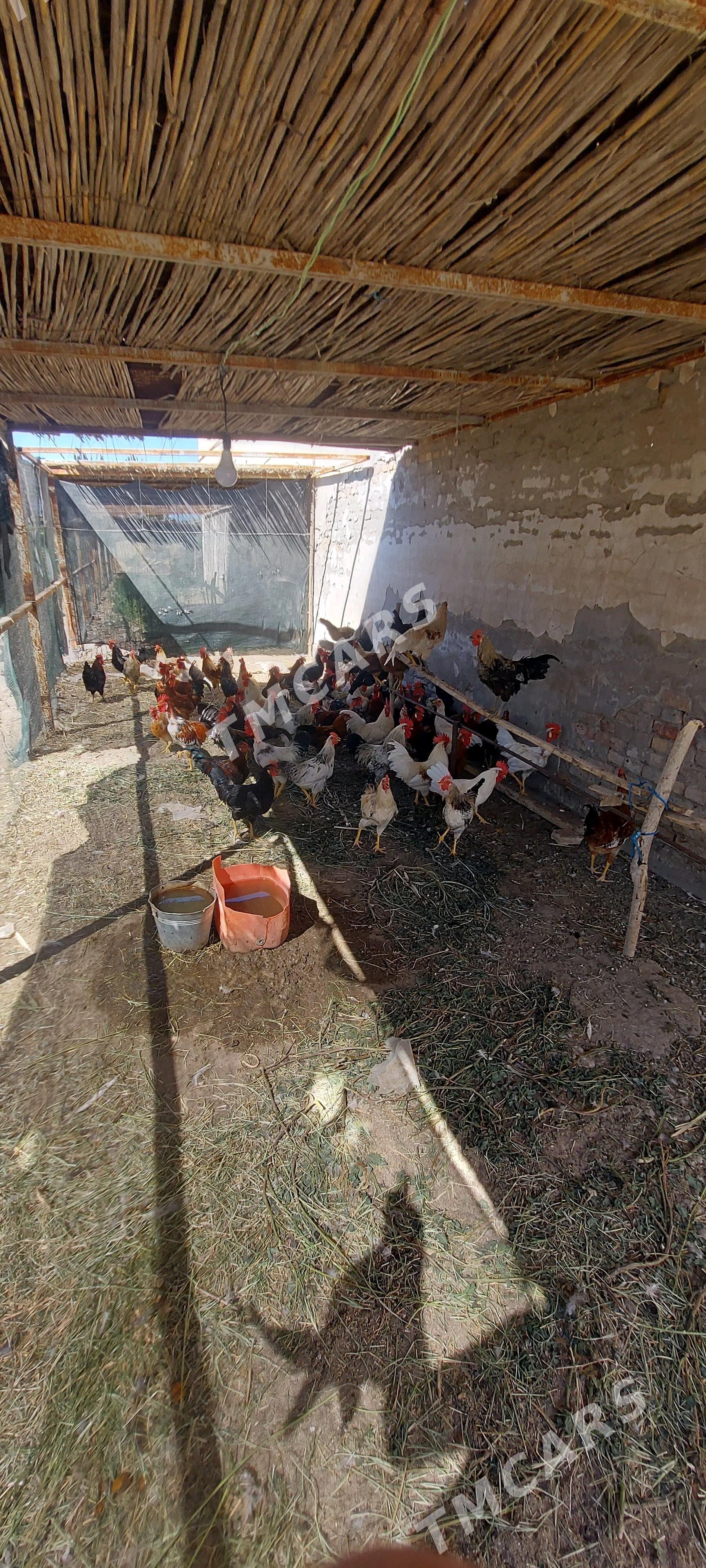 Yerli Horozlar - Saýat - img 3
