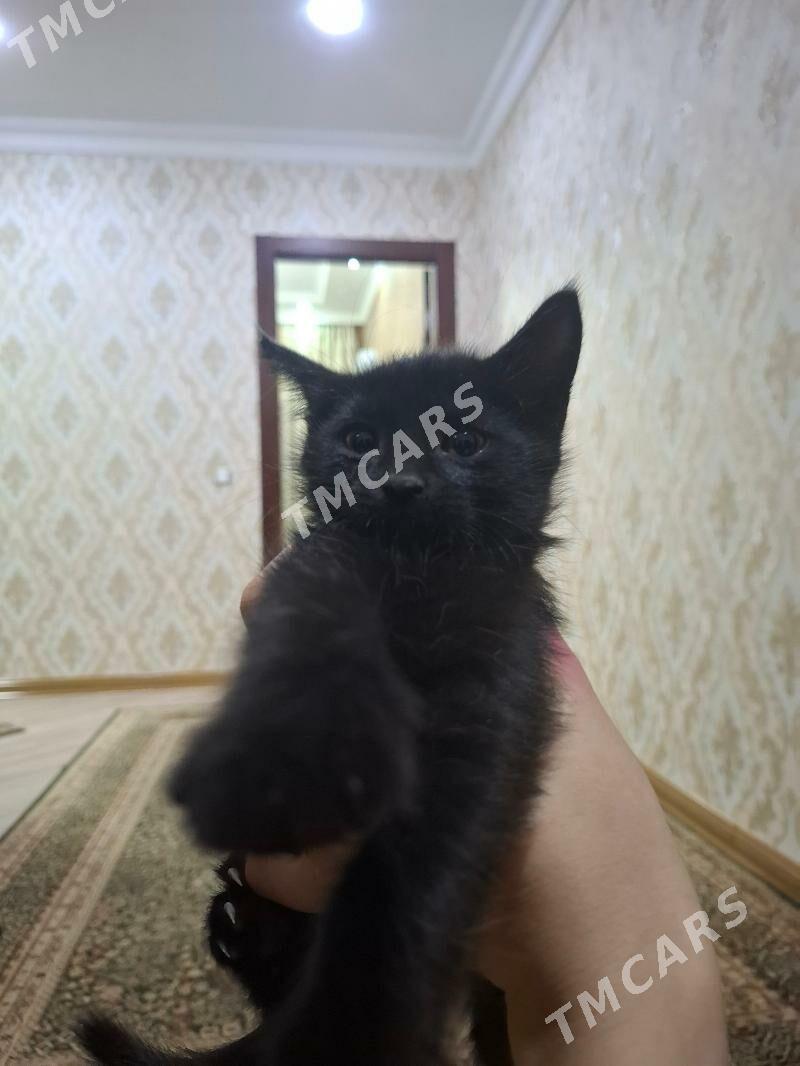 Домашние котята♡ - Aşgabat - img 5