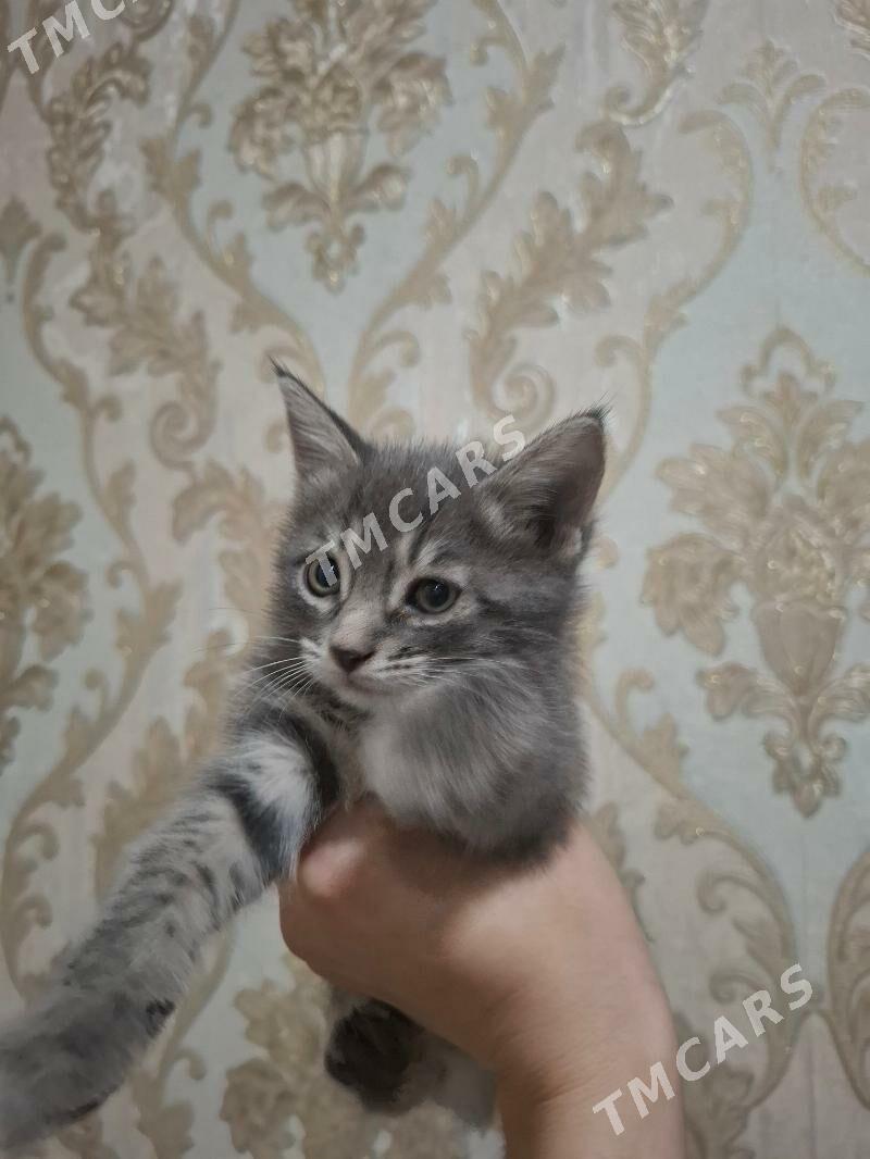 Домашние котята♡ - Aşgabat - img 4