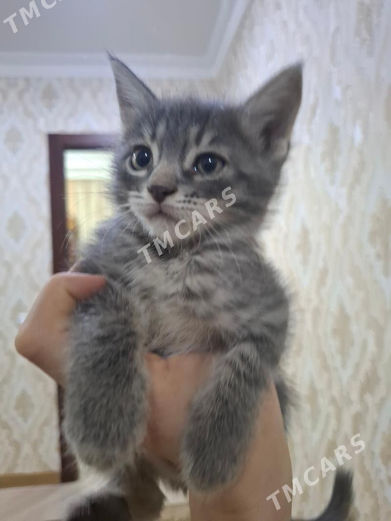 Домашние котята♡ - Aşgabat - img 2