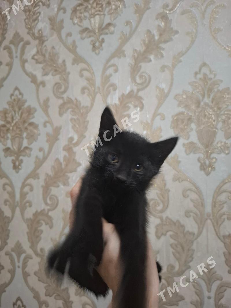 Домашние котята♡ - Aşgabat - img 3