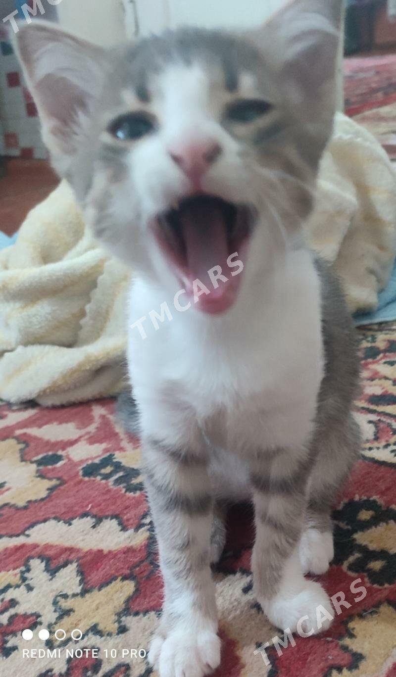 котята - Türkmenabat - img 5