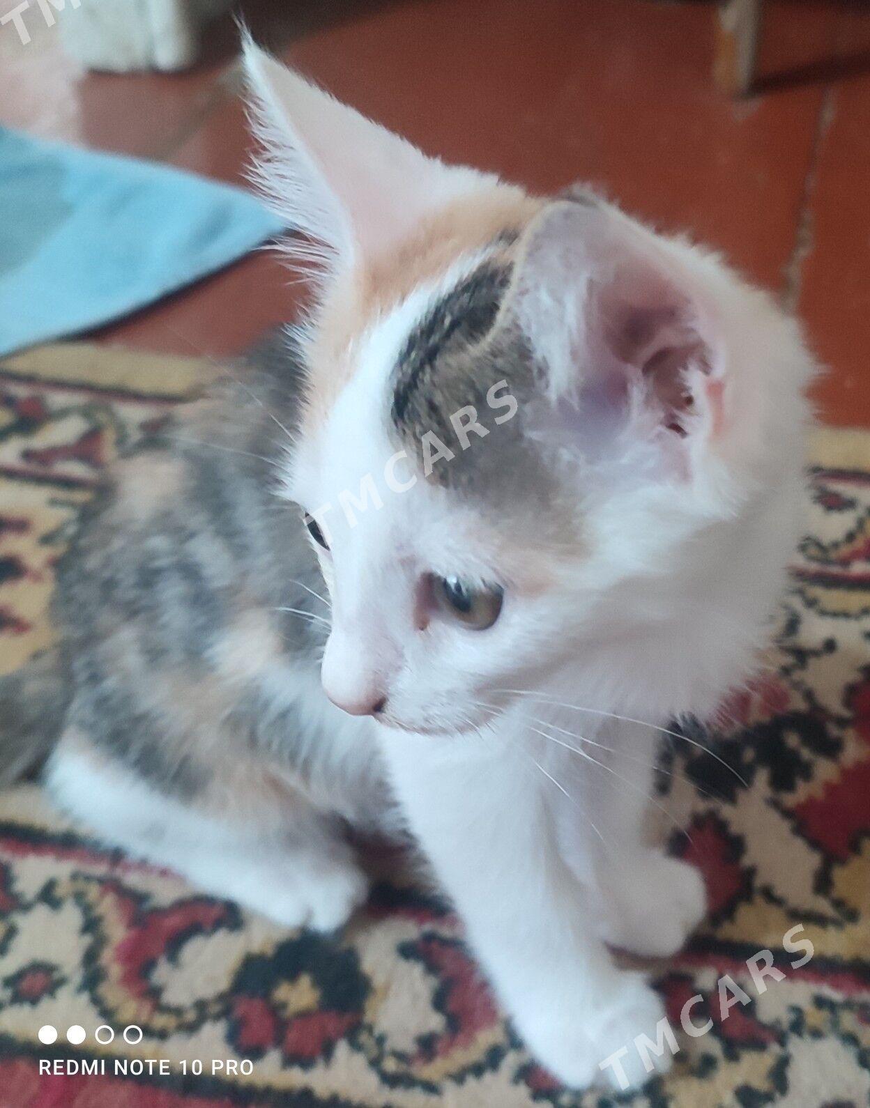котята - Türkmenabat - img 3