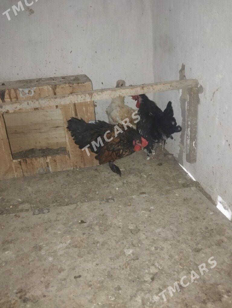 karlik horazlar satlyk arginal - Сакар - img 2