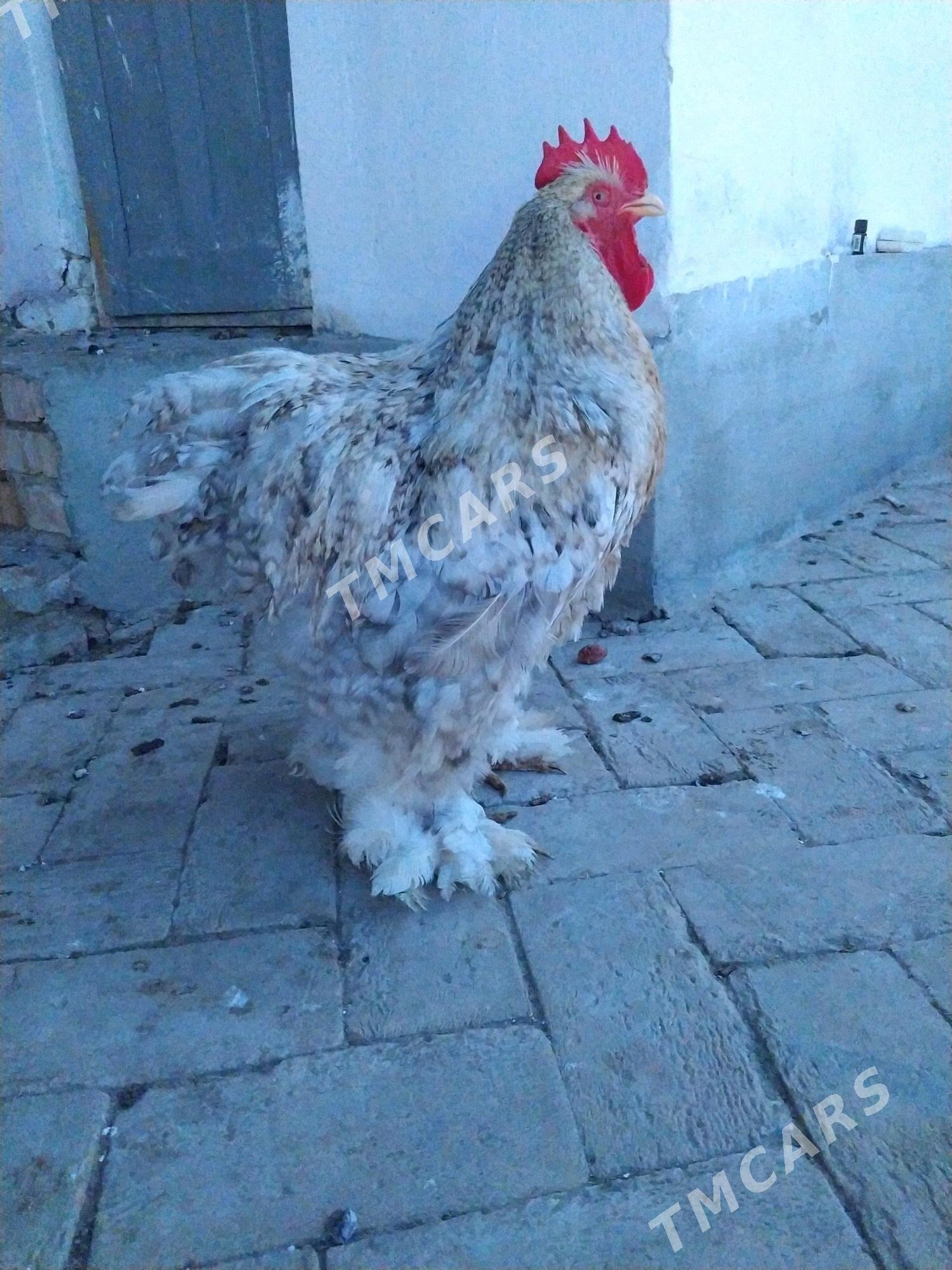 kohin horaz ulysi - Керки - img 2