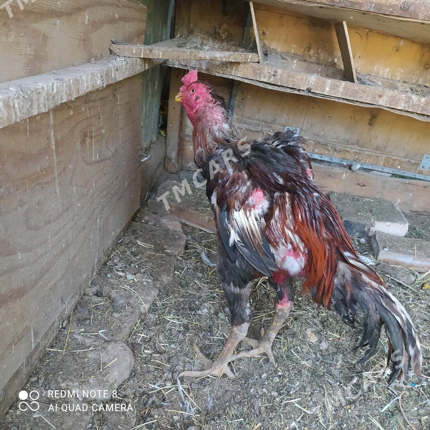 horaz - Türkmenabat - img 2